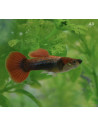 Guppy Half Black Red Delta Neon mâle (Poecilia reticulata Half Black Red Delta Neon) 3,5-4cm