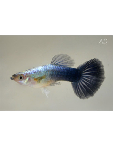 Guppy Metallic Blue Neon mâle (Poecilia reticulata Metallic Blue Neon) 3,5-4cm