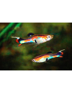 Poecilia Wingei Neon (M) 2-2,5 Cm