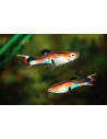 Poecilia Wingei Neon (M) 2-2,5 Cm