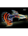 Poecilia Reticulatus Tricolor (M) 3,5-4cm