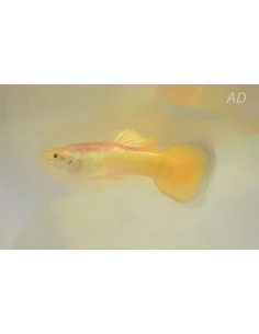 Poecilia Reticulatus Lemon (M) 3,5-4cm