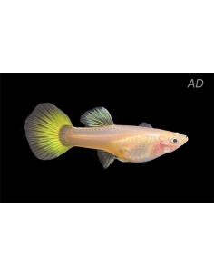 Poecilia Reticulatus Lemon (F) 3,5-4cm