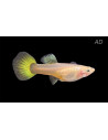 Poecilia Reticulatus Lemon (F) 3,5-4cm