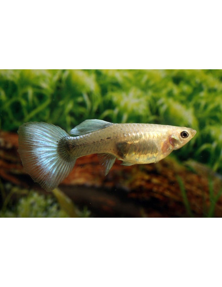 Guppy Metallic Blue Neon femelle (Poecilia reticulata Metallic Blue Neon) 3,5-4cm