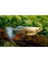 Guppy Metallic Blue Neon femelle (Poecilia reticulata Metallic Blue Neon) 3,5-4cm