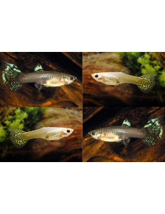 Guppy Snake Skin Mix femelle (Poecilia reticulata Snake Skin Mix) 3,5-4cm