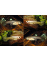 Guppy Snake Skin Mix femelle (Poecilia reticulata Snake Skin Mix) 3,5-4cm