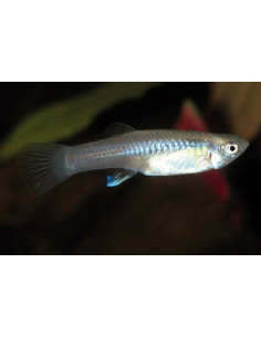 Endler femelle (Poecilia wingei) 3-3,5cm