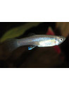 Endler femelle (Poecilia wingei) 3-3,5cm