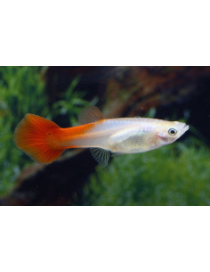 Guppy Red Blond femelle (Poecilia reticulata Red Blond) 3,5-4cm