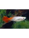 Guppy Red Blond femelle (Poecilia reticulata Red Blond) 3,5-4cm