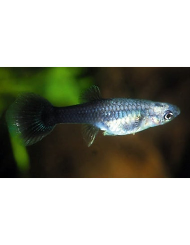 Guppy Tuxedo femelle (Poecilia reticulata Tuxedo) 3,5-4cm