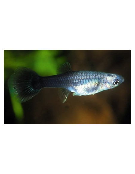 Guppy Tuxedo femelle (Poecilia reticulata Tuxedo) 3,5-4cm