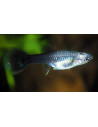 Guppy Tuxedo femelle (Poecilia reticulata Tuxedo) 3,5-4cm