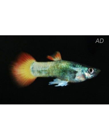 Guppy Tuxedo Neon Flame mâle (Poecilia reticulata Tuxedo Neon Flame) 3,5-4cm