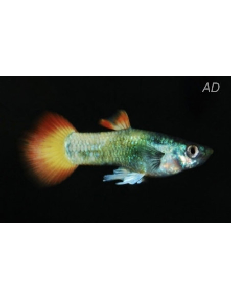 Guppy Tuxedo Neon Flame mâle (Poecilia reticulata Tuxedo Neon Flame) 3,5-4cm