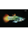 Guppy Tuxedo Neon Flame mâle (Poecilia reticulata Tuxedo Neon Flame) 3,5-4cm