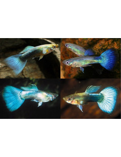 Guppy Blue Mix mâle (Poecilia reticulata Blue Mix) 3,5-4cm