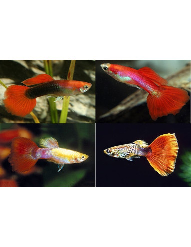 Guppy Red Mix mâle (Poecilia reticulata Red Mix) 3,5-4cm