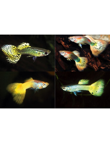 Guppy Geel Mix mâle (Poecilia reticulata Geel Mix) 3,5-4cm