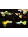 Guppy Geel Mix mâle (Poecilia reticulata Geel Mix) 3,5-4cm