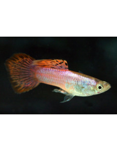 Poecilia Reticulatus Pink (M) 3,5-4cm
