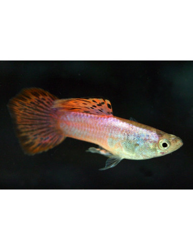 Poecilia Reticulatus Pink (M) 3,5-4cm