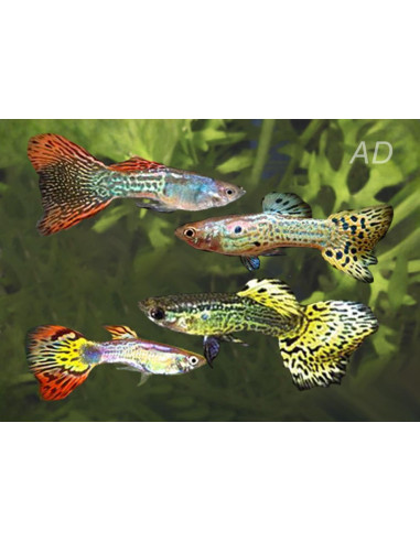 Guppy Snakeskin Mix mâle (Poecilia reticulata Snakeskin Mix) 3,5-4cm