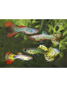 Guppy Snakeskin Mix mâle (Poecilia reticulata Snakeskin Mix) 3,5-4cm