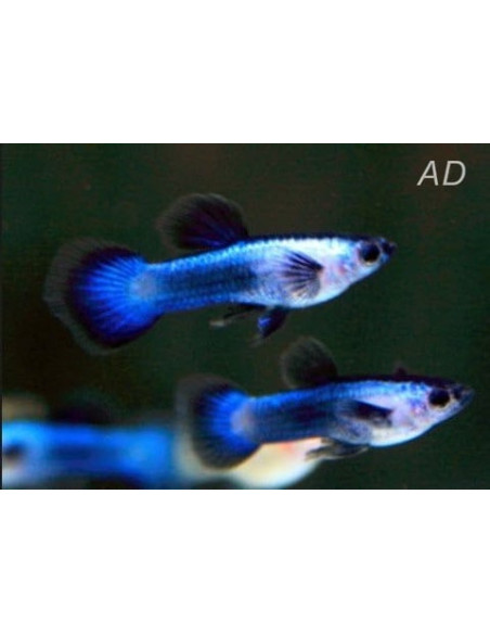 Poecilia Wingei Blue Panda 1,5-2