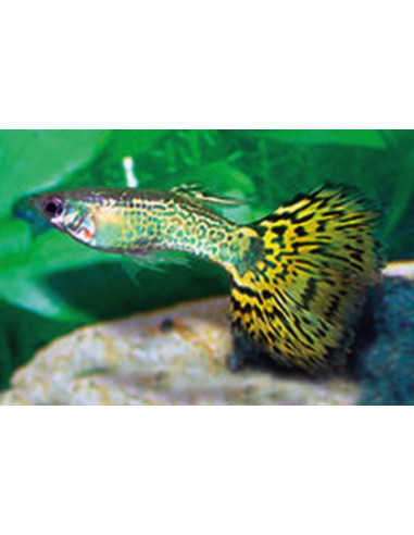 Guppy Green Cobra mâle (Poecilia reticulata Green Cobra) 3,5-4cm