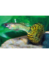 Guppy Green Cobra mâle (Poecilia reticulata Green Cobra) 3,5-4cm