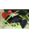 Poecilia Reticulatus Mix Black & Red (M) 3,5-4cm