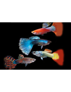 Poecilia Reticulatus Mix (M) 3,5-4cm