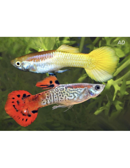 Guppy Mix Pinky Shine mâle (Poecilia reticulata Mix Pinky Shine) 3,5-4cm