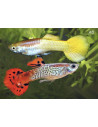Guppy Mix Pinky Shine mâle (Poecilia reticulata Mix Pinky Shine) 3,5-4cm