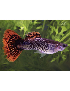 Guppy Red Cobra mâle (Poecilia reticulata Red Cobra) 3,5-4cm