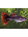 Poecilia Reticulatus Red Cobra (M) 3,5-4cm