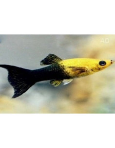 Molly sphenops Gold-Black Yucatan Lyretail (Poecilia sphenops Gold-Black Yucatan Lyretail) 3,5-4,5cm