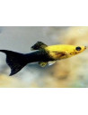 Poecilia Sphenops Gold-Black Yucatan Lyretail 3,5-4,5cm