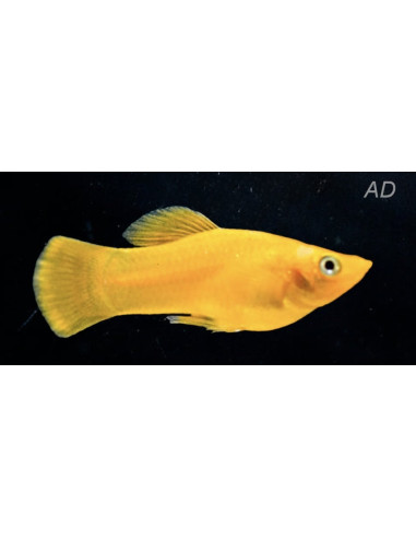 Molly sphenops Gold (Poecilia sphenops Gold Yucatan) 3,5-4,5cm