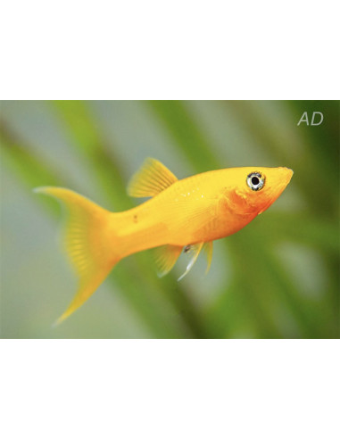 Molly sphenops Gold Yucatan Lyretail (Poecilia sphenops Gold Yucatan Lyretail) 3,5-4,5cm