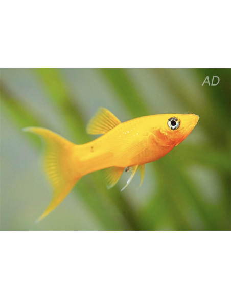 Molly sphenops Gold Yucatan Lyretail (Poecilia sphenops Gold Yucatan Lyretail) 3,5-4,5cm