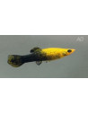 Molly sphenops Gold-Black (Poecilia sphenops Gold-Black Yucatan) 3,5-4,5cm