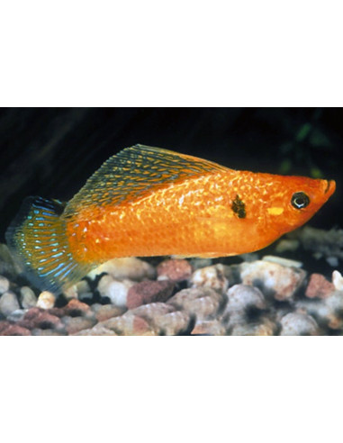 Poecilia Sphenops Yucatan Mix 3,5-4,5cm