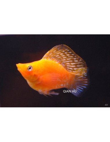 Poecilia Latipinna Ballon Mixed 2,5-3cm