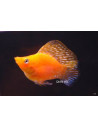 Molly latipinna Ballon Mixed (Poecilia latipinna Ballon Mixed) 2,5-3cm