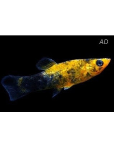 Molly latipinna Gold Spotted (Poecilia latipinna Gold Spotted) 4-5cm