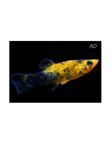 Molly latipinna Gold Spotted (Poecilia latipinna Gold Spotted) 4-5cm